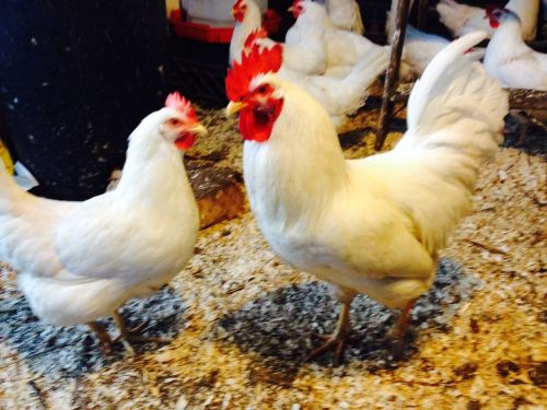 12+ white plymouth rocks hens with white leghorn rooster