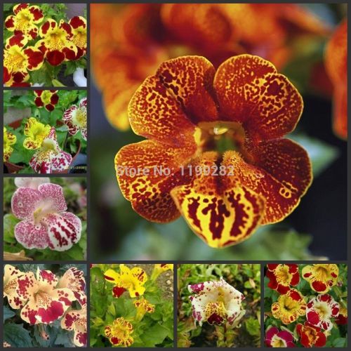 SALE,,,Fresh Beautiful MIMULUS TIGRINUS Mix(Monkey Flower) (30+ Seeds)WOW!!!