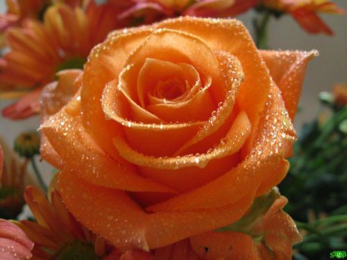 Fresh Rare China Orange Rose (10 Seeds) Beautiful Roses..WOW!!!!!!