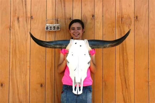 Steer skull and 3&#039; 1&#034; long horns cow longhorns h6220 for sale