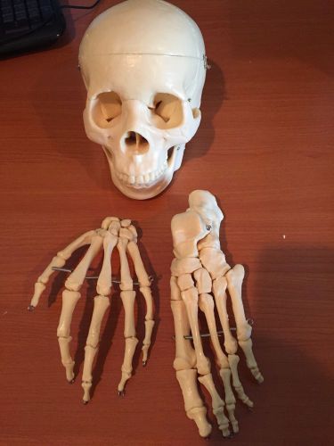 Fully Disarticulated Skeletal Anatomical Model- with Extras