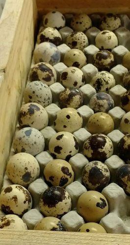 50 jumbo quail hatching eggs pheasant chukar