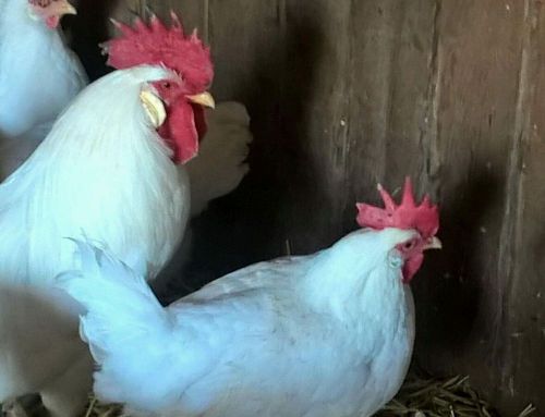 12 White leghorn chicken fertile hatching eggs
