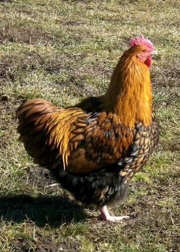 8+ ENGLISH GOLDEN LACED ORPINGTON HATCHING EGGS~NPIP CERTIFIED
