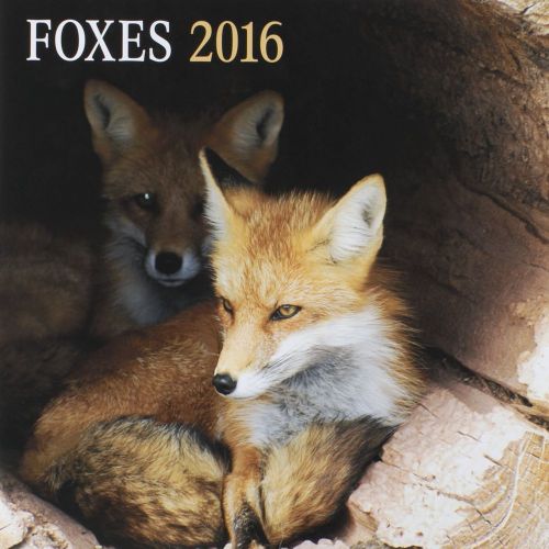 16-Month 2016 FOXES Wall Calendar NEW Beautiful Animals in Nature Photography