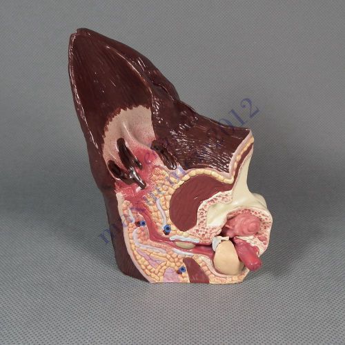 Canine Ear Anatomical Model Veterinary Anatomy Dog vet display teaching demonsta