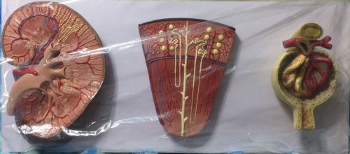 KIDNEY, NEPHRON, GLOMERIUS A564 TEACHING AID