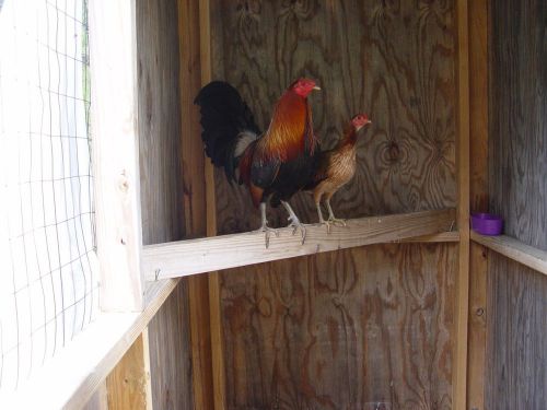 GAMEFOWL TRIO BILLY RUBLE  HATCH *POWER COCKS* NO GAMEFOWL HATCHING EGGS