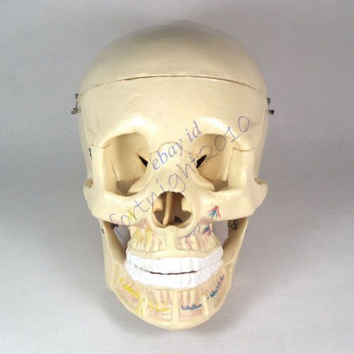 Human Skull  Anatomy Skeleton Medical Model Bones nerve vessel LifeSize display