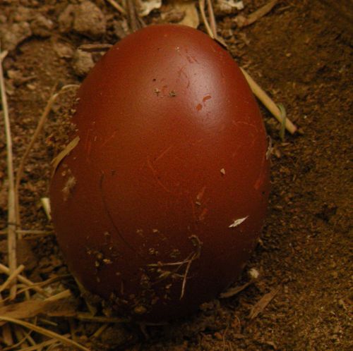6+ Splash  Marans Hatching Eggs