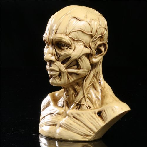 NEW 10cm Human Anatomical Anatomy Skull Head Muscle Bone Medical Model