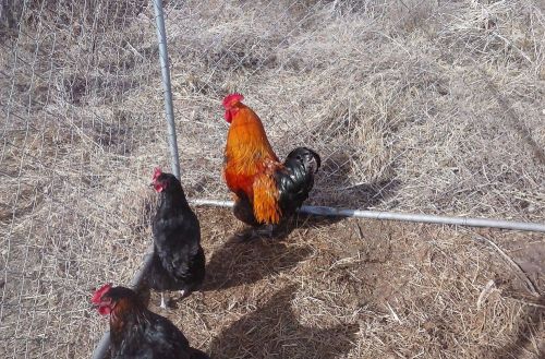 8+ French Black Copper and  Cuckoo Marans Hatching Eggs