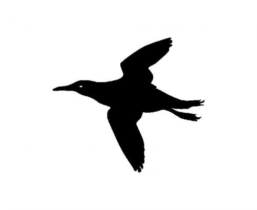 Thin-billed-murre Vinyl Sticker Decals For Car Truck Auto Window Decor 2041