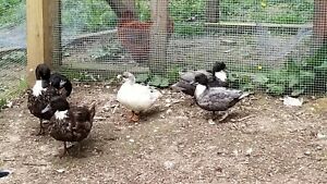 Call Duck eggs ( 6 )