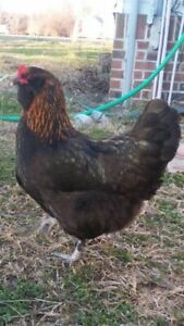6 Moss Olive Chicken Eggs BCM Ameraucana Fertile Hatching Easter Egger