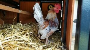 Bantam barnyard mixes (fertilized hatching eggs)