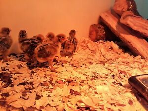 6+ Purebreed Silver Deathlayer Chicken Hatching Eggs 1st Gen Greenfire Farms