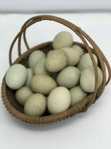 10+ GFF ISBAR Hatching Eggs~ NPIP AI Clean Free Ship! Silverudd GREEN Egg Layer!