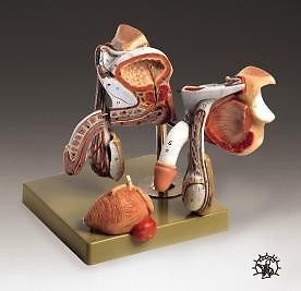 Male genital organs deluxe anatomical model lfa # 2809 for sale