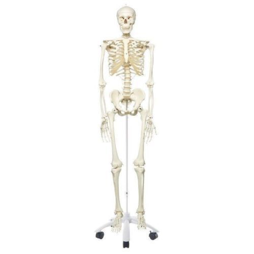 Human Skeleton Anatomical 0017