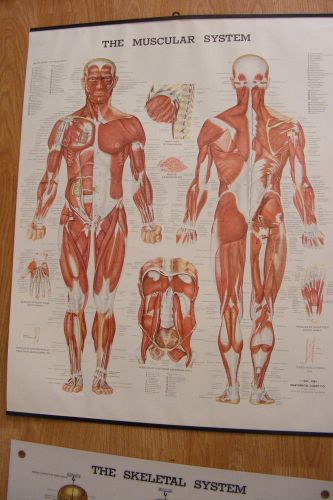 vintage Human the muscular  system Anatomical Chart