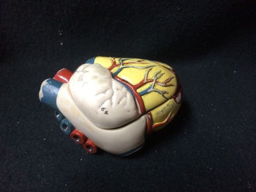 Vintage Nystrom Heart Anatomical Model