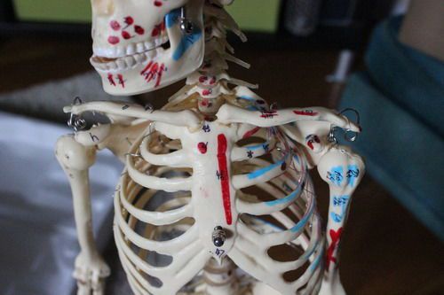 Painted and Numbered Big Tim Skeleton Model CMS65, New