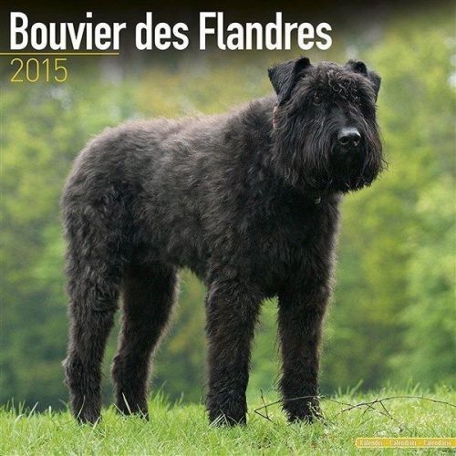 NEW 2015 Bouvier Des Flandres (Euro) Calendar by Avonside- Free Priority Shippin