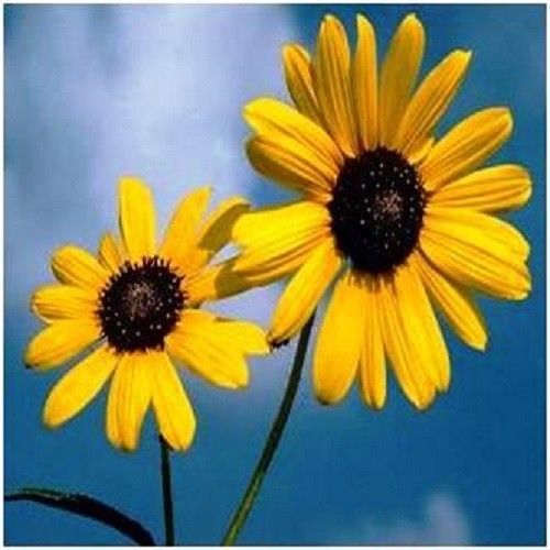 30 Custom Sunflowers Personalized Address Labels