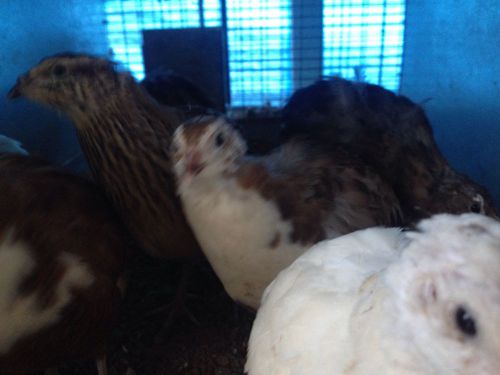 15 Quail hatching eggs coturnix japanese quails
