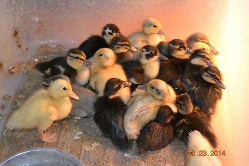 ---18 call duck eggs,hatching,incubator eggs,    5 DAY SALE