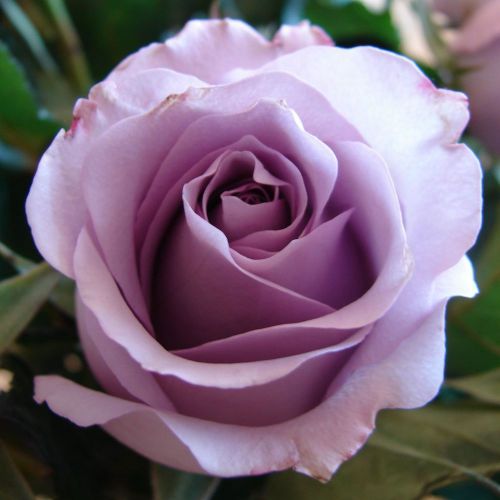 Fresh Rare Beautiful Light Purple Rose ((10 Seeds))..Winter Hardy..WOW!!!!!!