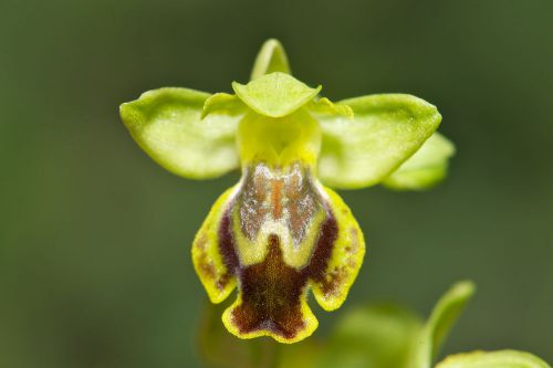 Fresh genuine ophrys &#034;melena&#034; (bee orchid)-(20+ premium seeds) wow, l@@k!!!! for sale