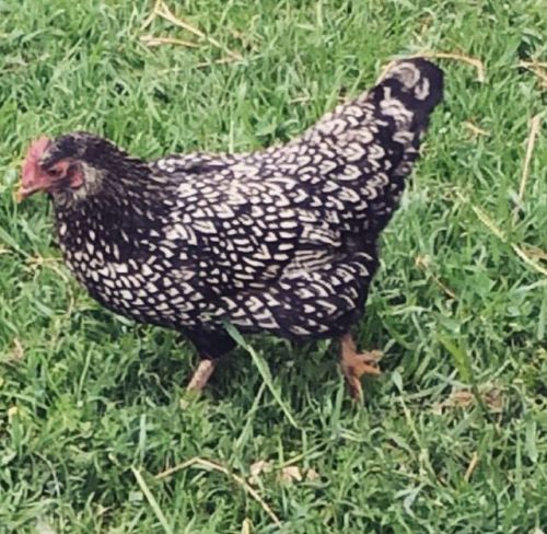 5+  Rare Silver Double Laced Barnevelder Hatching Eggs