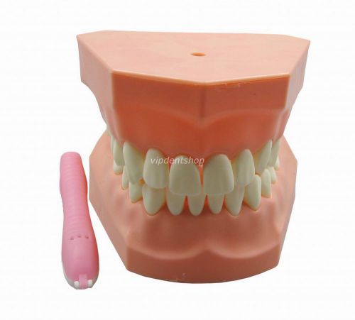 Dental Teeth Brushing Dental Care Study Teaching Model G002