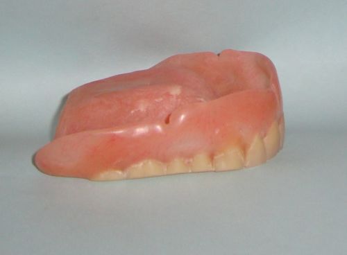 Real Dentures False Teeth uppers Student Dental Learning Study Prop HALLOWEEN #3