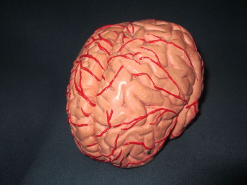 Slightly used brain: 2 piece ANATOMICAL HUMAN BRAIN anatomy training model