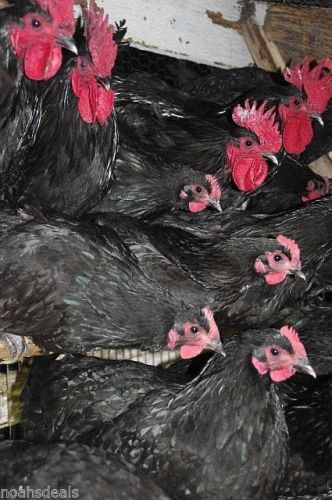 Black Australorp  Chicken Hatching Eggs 10 + 2