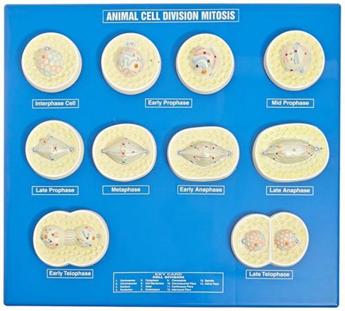 EISCO Animal Cell Division Meiosis Model