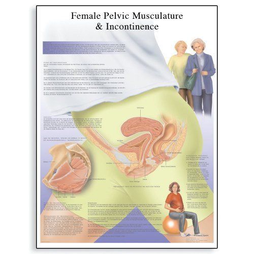 3B Scientific VR2542UU Glossy Paper Incontinence Urinaire Chez La Femme The Size