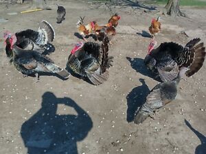 6 Narragansett Turkey Hatching Eggs. Free Shipping.