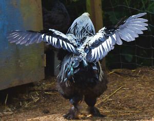 12++ Dark Brahmas Ex-Large breed that are so sweet!! they are a must to own!