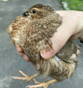 10+ Mixed Quail Hatching Eggs Celedon Blue Pharaohs Silvers Golds Red Range