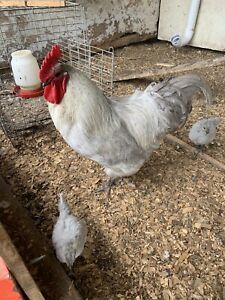 6+ lavender orpington hatching eggs