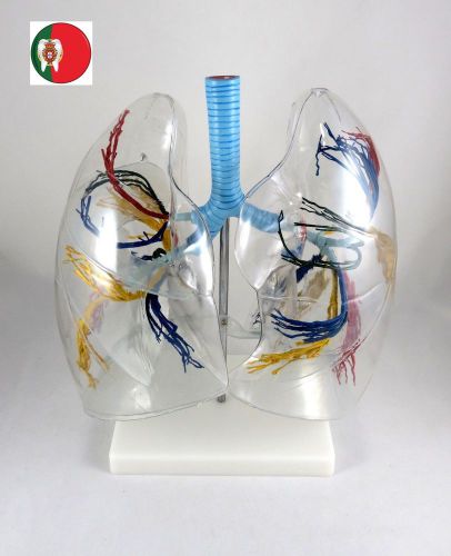 Medical and Educational Anatomical Model Transparent Lung Segment IT-057 ARTMED