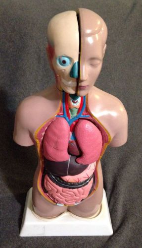 18 inch Anatomical Human Unisex Torso Anatomy Medical Model, 13 Parts