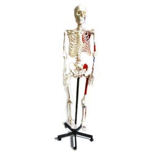 Eisco AMCH1003AS Model Human Skeleton Painted Rod Mount EE478561 Mint Tools &amp;
