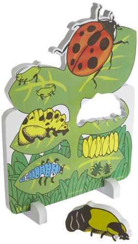 Book Plus Ladybug Life Cycle Foam Model, 10&#034; x 14.5&#034; x 0.75&#034; Size