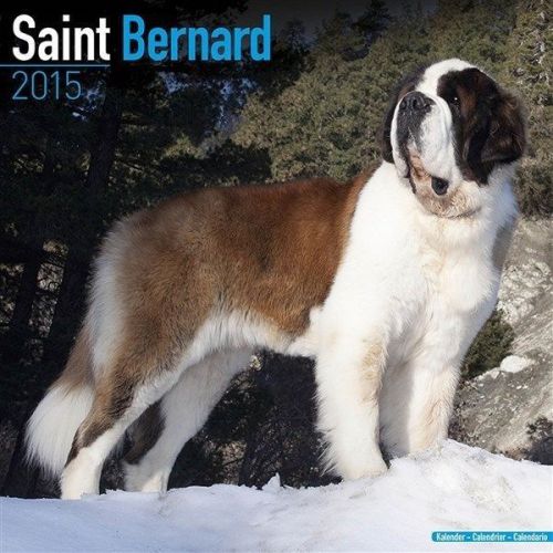 NEW 2015 St. Bernard Wall Calendar by Avonside- Free Priority Shipping!