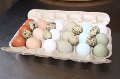 18 Rare Breed Mix Hatching Eggs + 8 Coturnix Quail Bonus